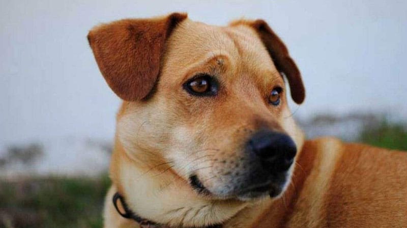 lo de con cho so may 3 Đánh lô đề con chó số mấy nếu mơ nuôi chó